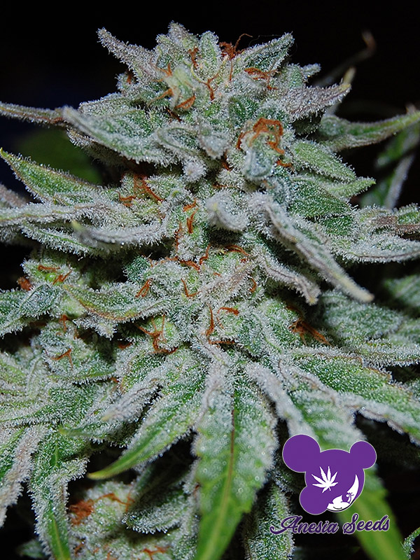 An image of Slurricane