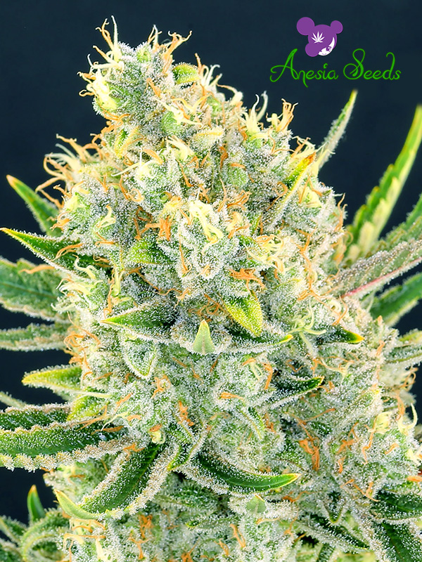 An image of Sour Apple