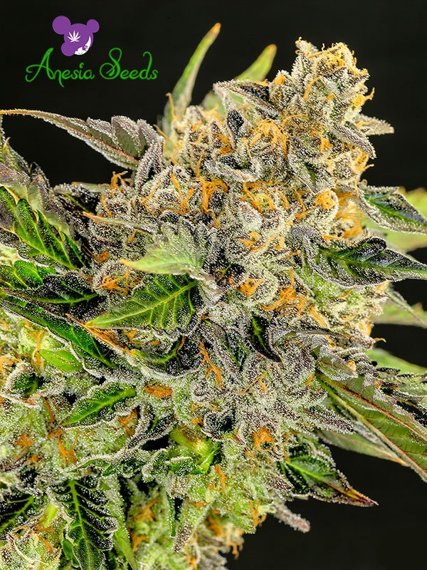 An image of Strawberry Kush