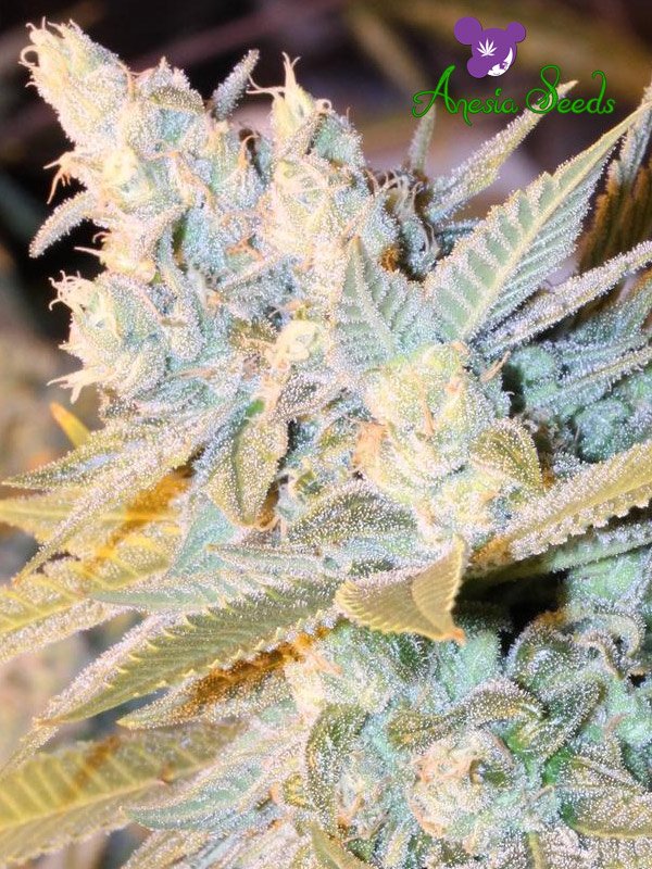 An image of Triple Cheese Auto