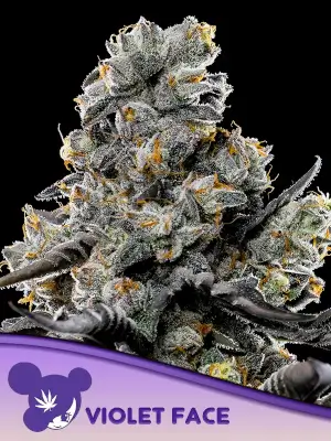 An image of Violet Face Auto