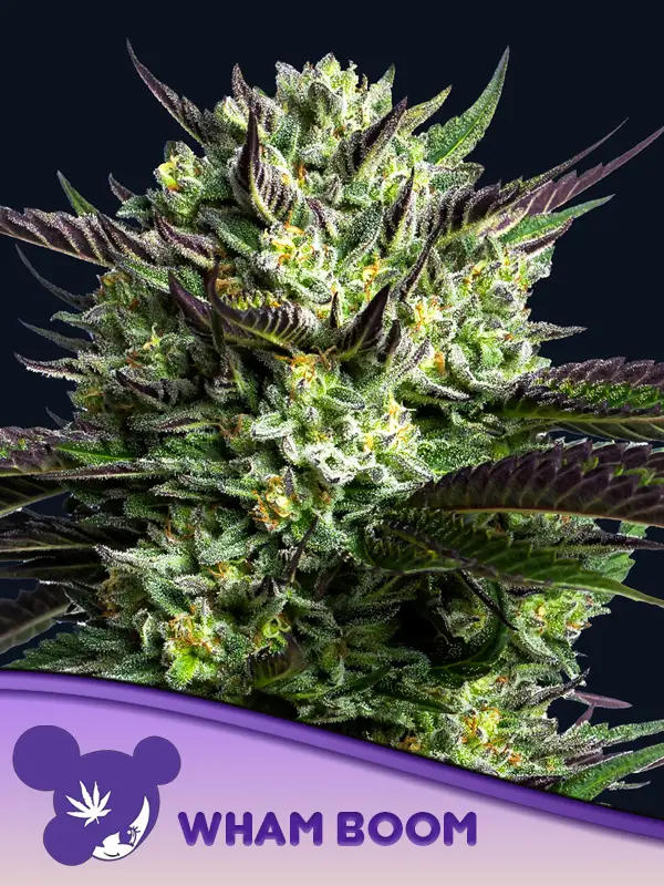 An image of Wham Boom