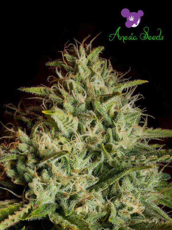 An image of White Kush Auto