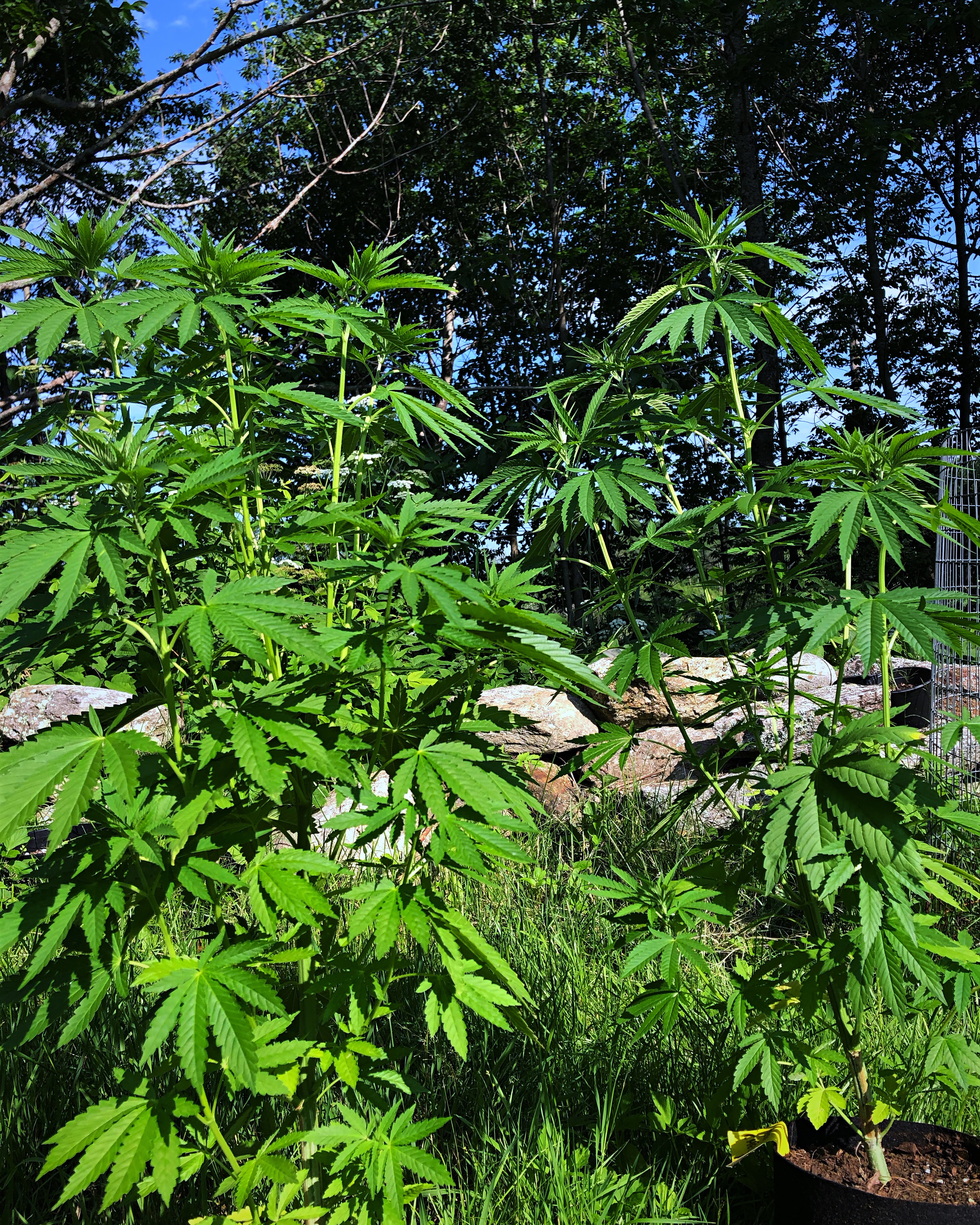 An image of Jerry's Cherry Berries
