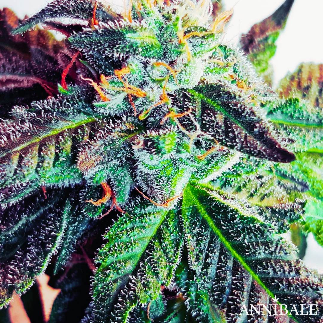 An image of Boyscout Cookies