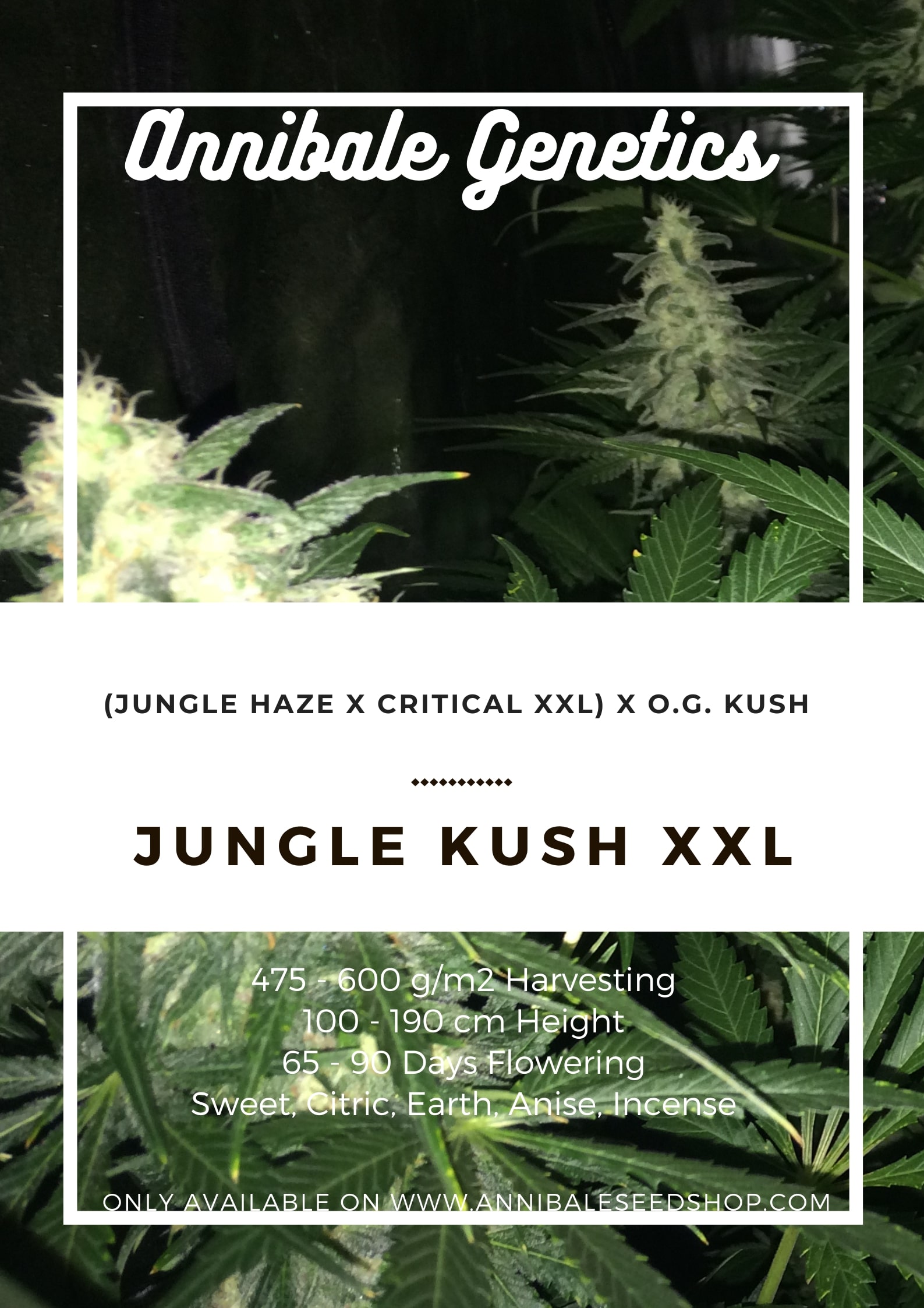 An image of Jungle Kush XXL
