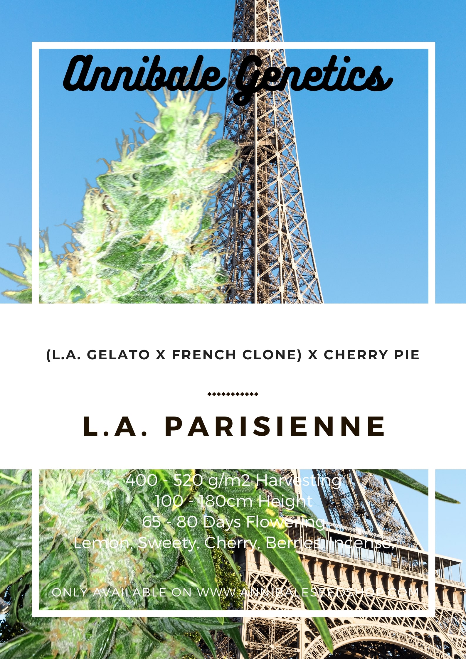An image of L.A. Parisienne