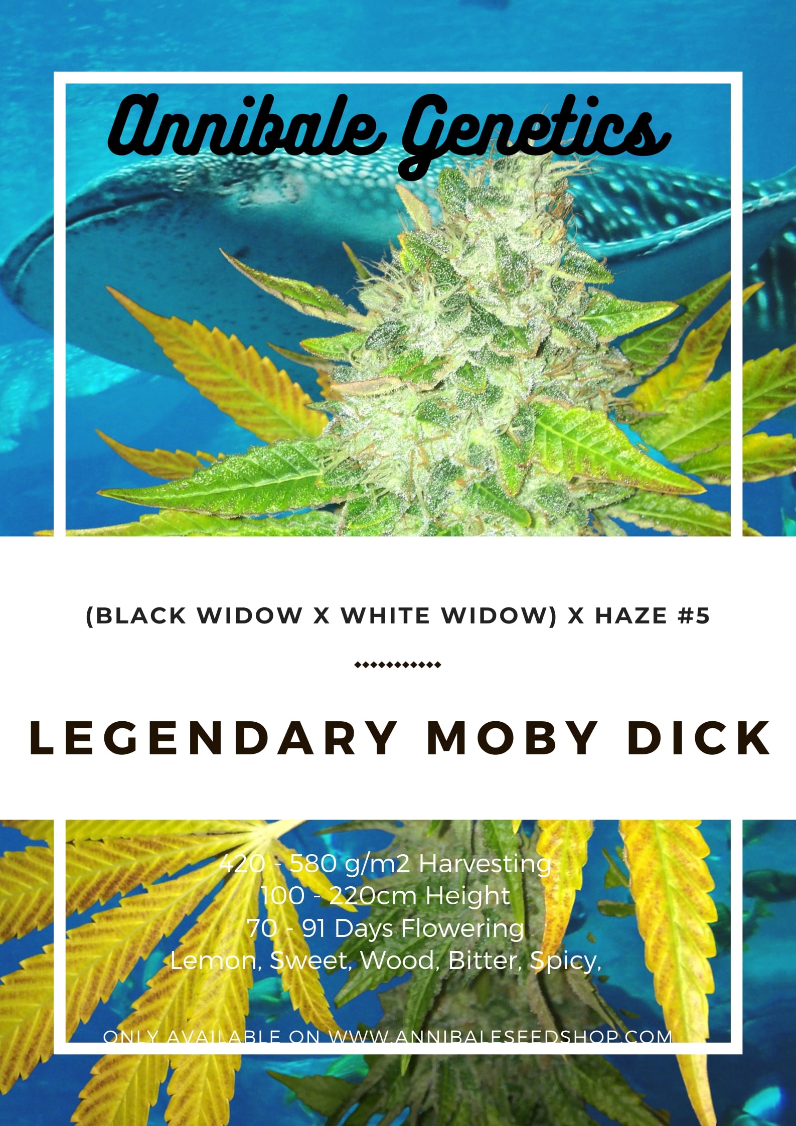 An image of Legendary Moby Dick