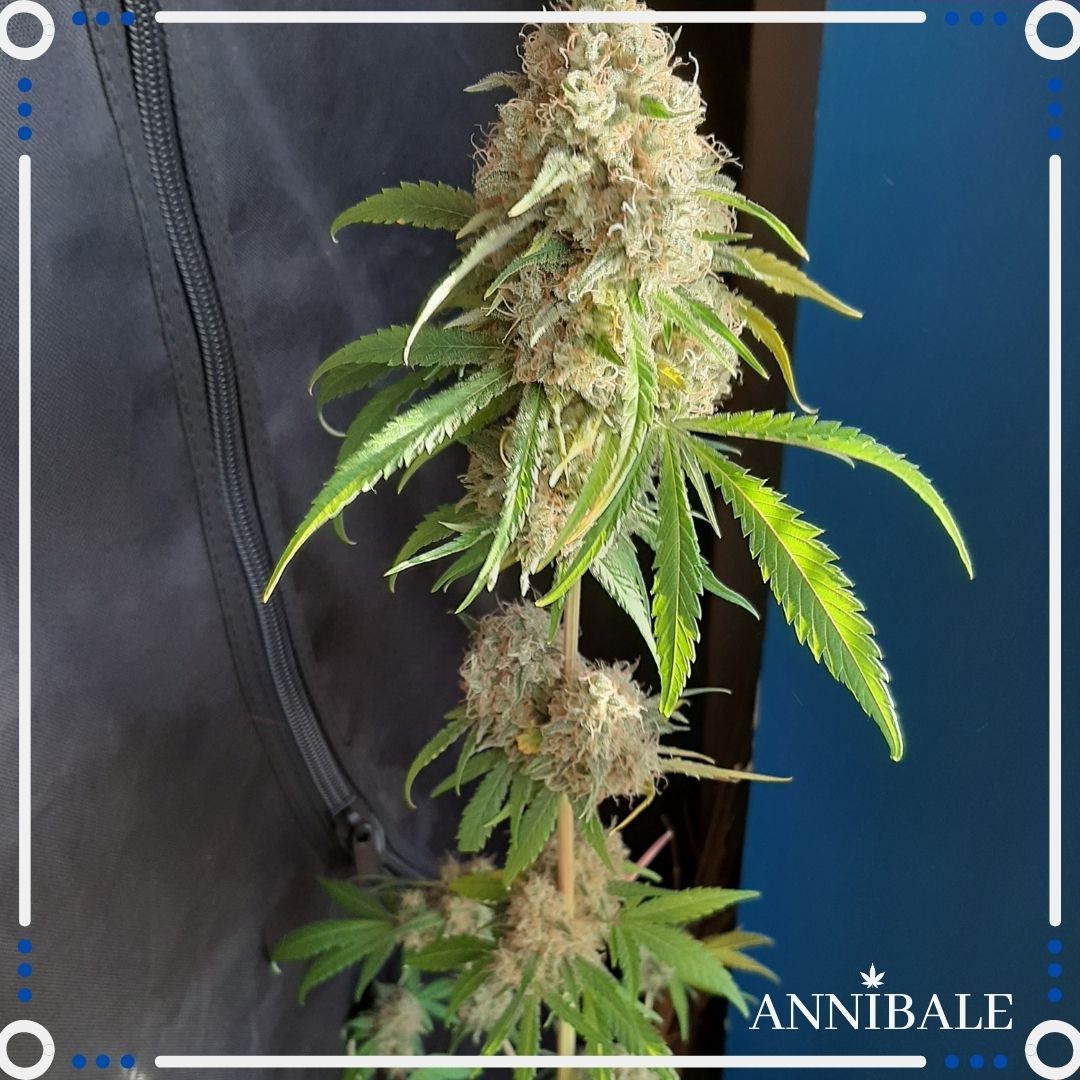 An image of Old Sweet Critical