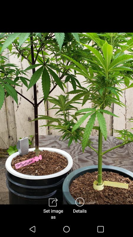 An image of Black Cherry Soda Bx2