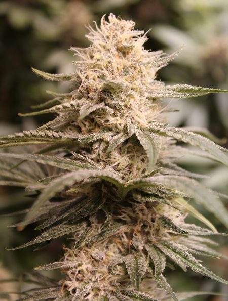 An image of Cream Soda
