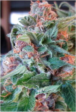 An image of Pink Dream