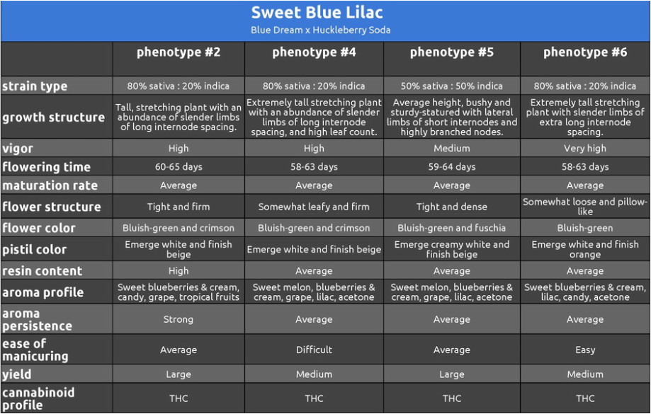 An image of Sweet Blue Lilac