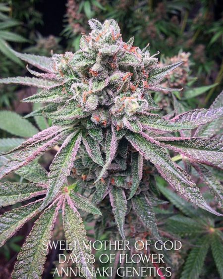 An image of Sweet Mother of God