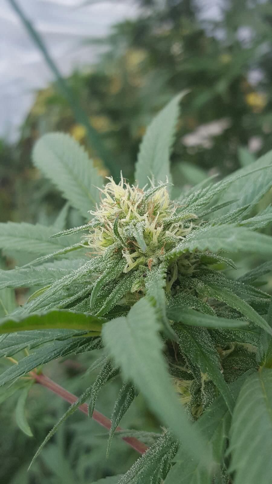 An image of Alaskan Super Skunk