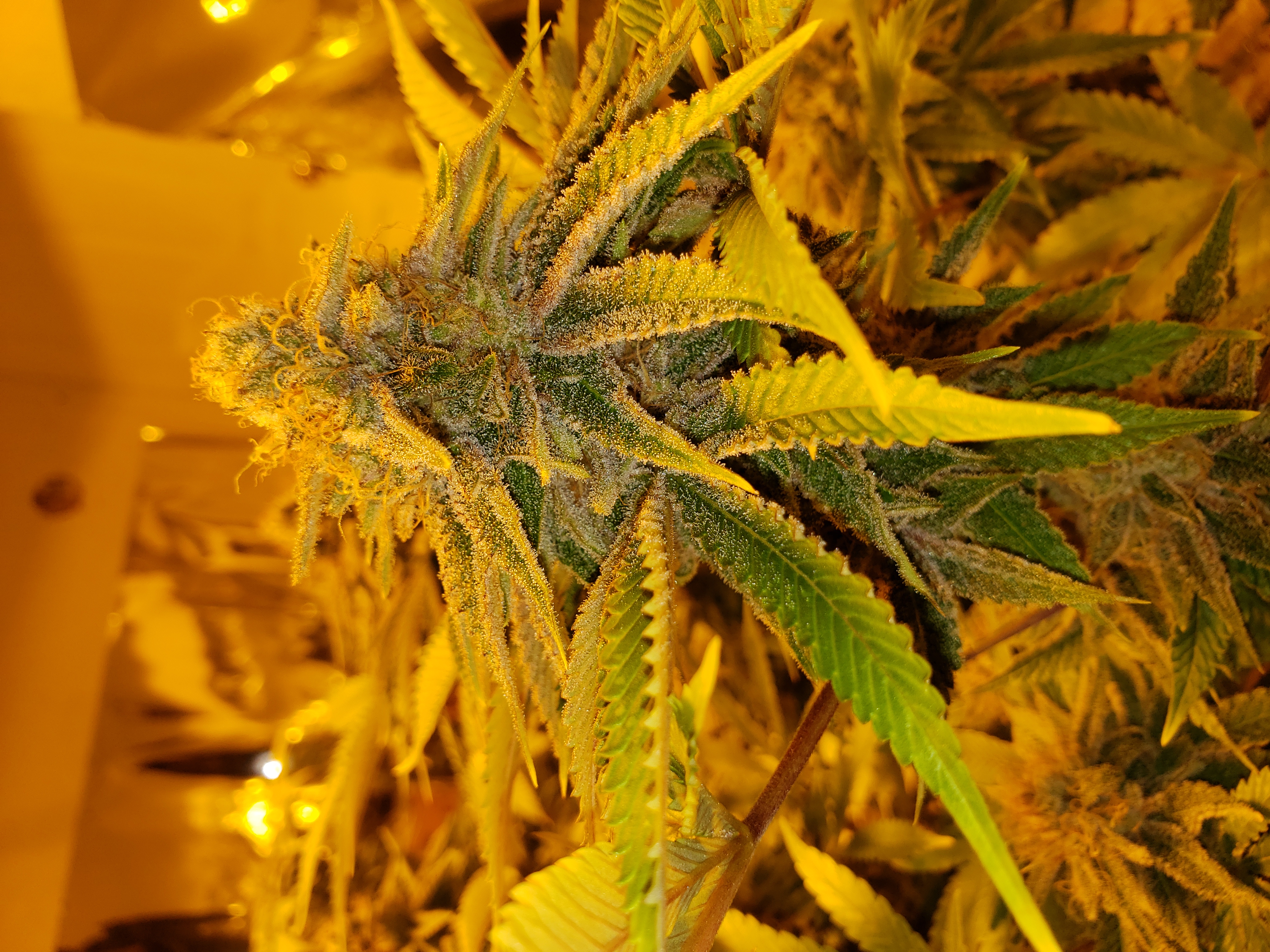 An image of Moon Pie OG