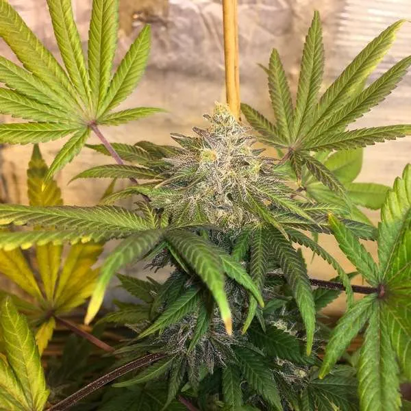 An image of Antenna Purple Colombian Gorilla Haze