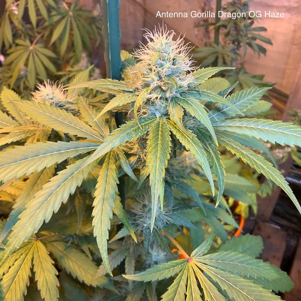 An image of Antenna Gorilla Dragon OG Haze