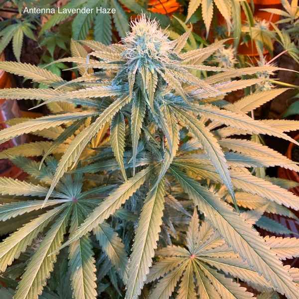 An image of Antenna Lavender Haze