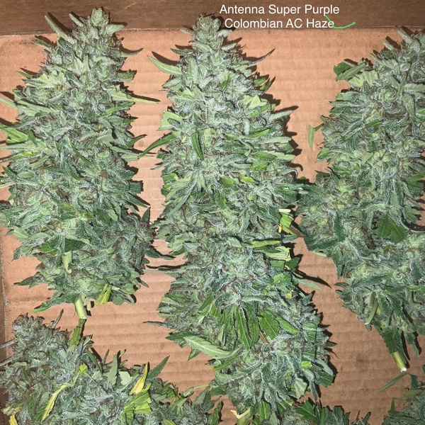 An image of Antenna Super Purple Colombian AC Haze