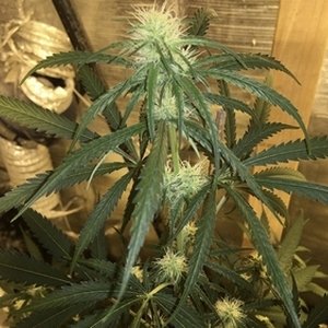 An image of Grape Lazerlite 6