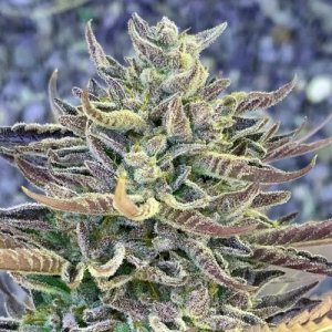 An image of Cherry Diesel