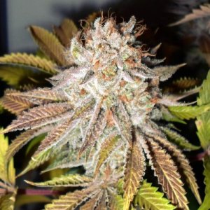 An image of Jilly Bean