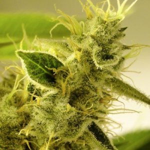 An image of Pineapple Thai
