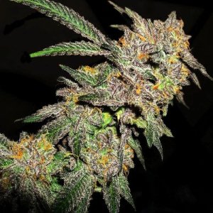 An image of Purple Thai