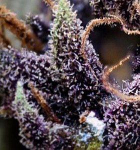 An image of Purple Urkle