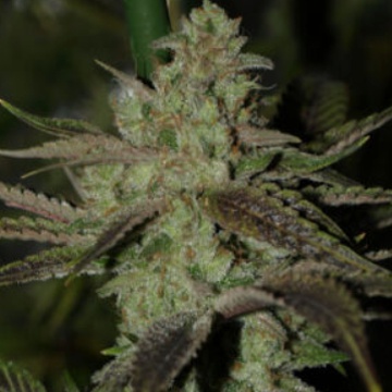 An image of Romulan Sativa