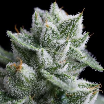An image of Rudeboi OG
