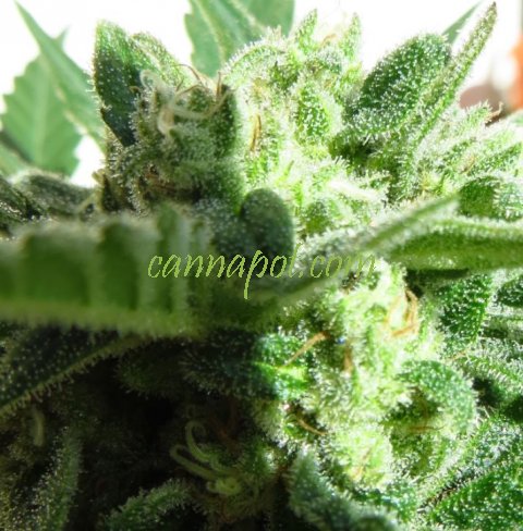 An image of Somango