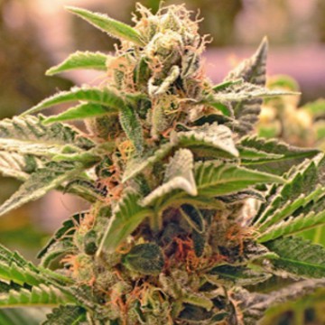 An image of Sour Diesel