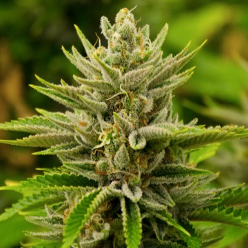An image of Tangie