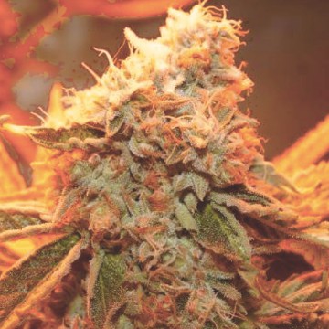 An image of Zkittlez