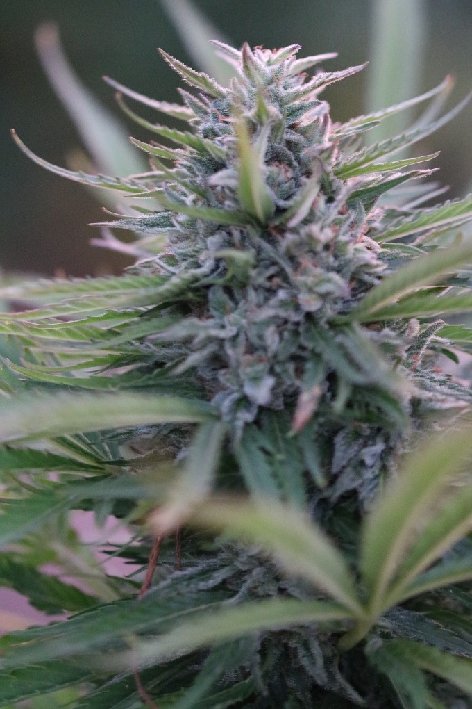 An image of Apex Dominus