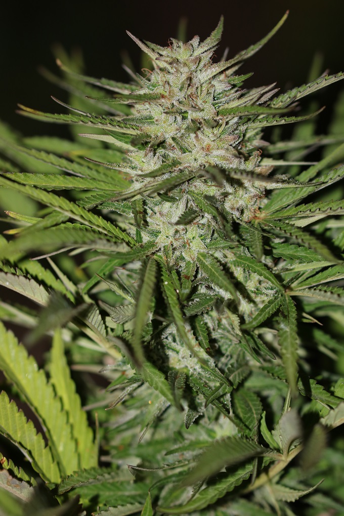 An image of Auto Critical XXL
