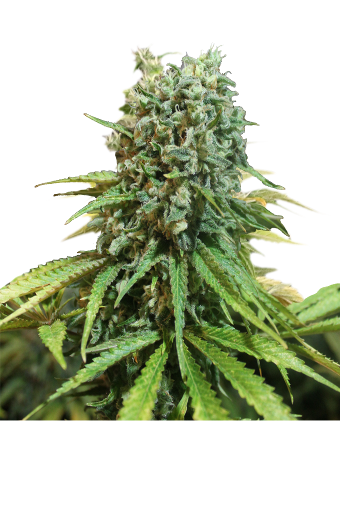 An image of X-Berry