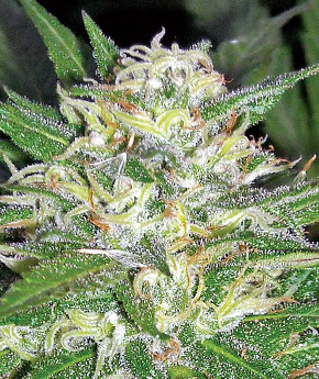 An image of Afghani OG