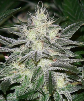 An image of Chem Dawg 04