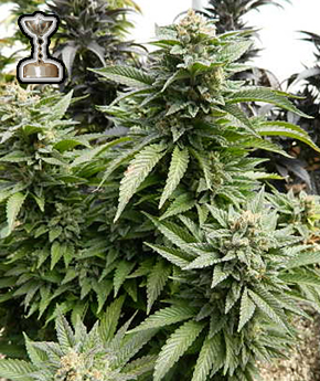 An image of Chem Dawg 91