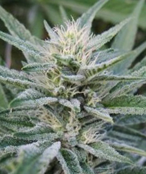 An image of Durbin OG