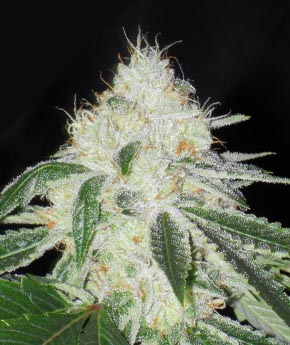 An image of Ghost OG