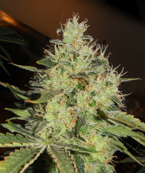 An image of Lemon Mango OG