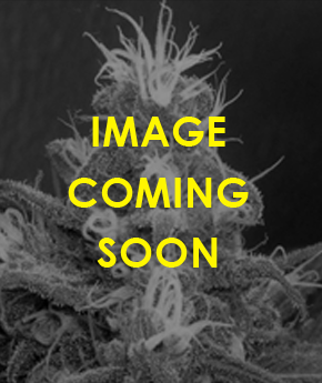 An image of Maui OG