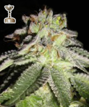 An image of Platinum OG