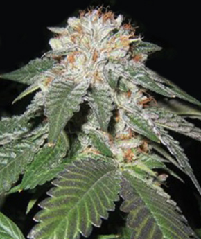 An image of Regulator OG