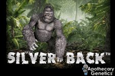 An image of Silver Back