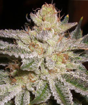 An image of Sour-G